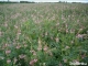 semena-krmovina-vicenec-vikolisty-ligrus-ludovo-sparga