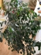 predam-izbovy-kvet-ficus-benjamina